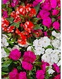 ASSORTED NEW GUINEA IMPATIEN PLANT, 10" HANGING BASKET