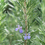 ROSEMARY, 'TUSCAN BLUE', 1G
