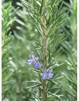 ROSEMARY, 'TUSCAN BLUE', 1G