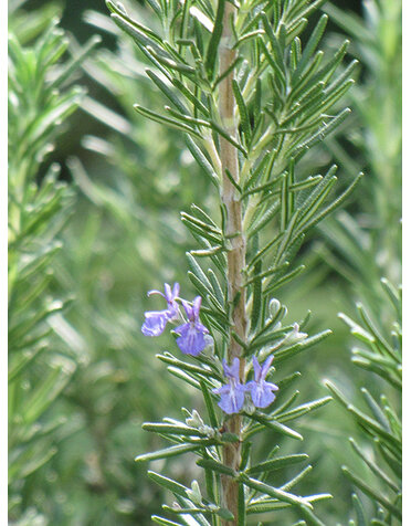 ROSEMARY, 'TUSCAN BLUE', 1G