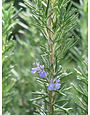 TUSCAN BLUE ROSEMARY PLANT, 1 GALLON