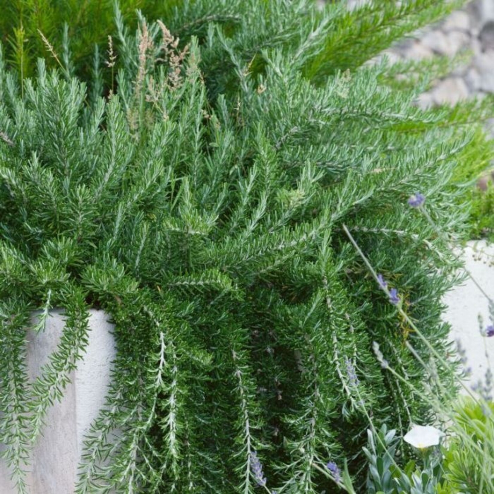 ROSEMARY, 'PROSTRATE, 3G