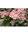 'SNOW PINK' INDIAN HAWTHORN, 3 GALLON