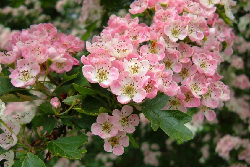 'SNOW PINK' INDIAN HAWTHORN, 3 GALLON