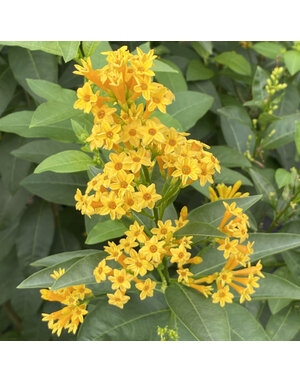 CESTRUM, 'ORANGE ZEST', 1G*