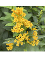 'ORANGE ZEST' CESTRUM PLANT, 1 GALLON