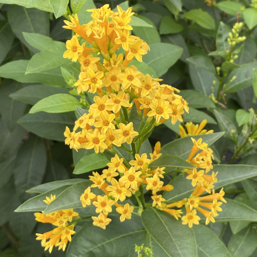 'ORANGE ZEST' CESTRUM PLANT, 1 GALLON