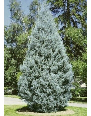 Cypress 'Arizona Blue Ice' 30G