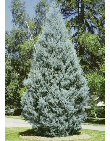 Cypress 'Arizona Blue Ice' 30G