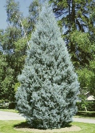 'Arizona Blue Ice' Cypress 30 Gallon - Large Silvery Specimen