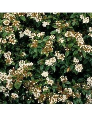Viburnum 'Sweet' 15G