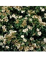 Viburnum 'Sweet' 15 Gallon - Fragrant Evergreen Shrub