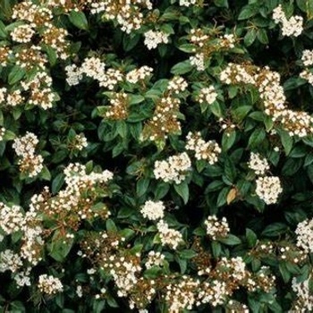 Viburnum 'Sweet' 15 Gallon - Fragrant Evergreen Shrub