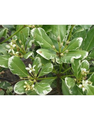 PITTOSPORUM, 'VARIEGATED', 7G