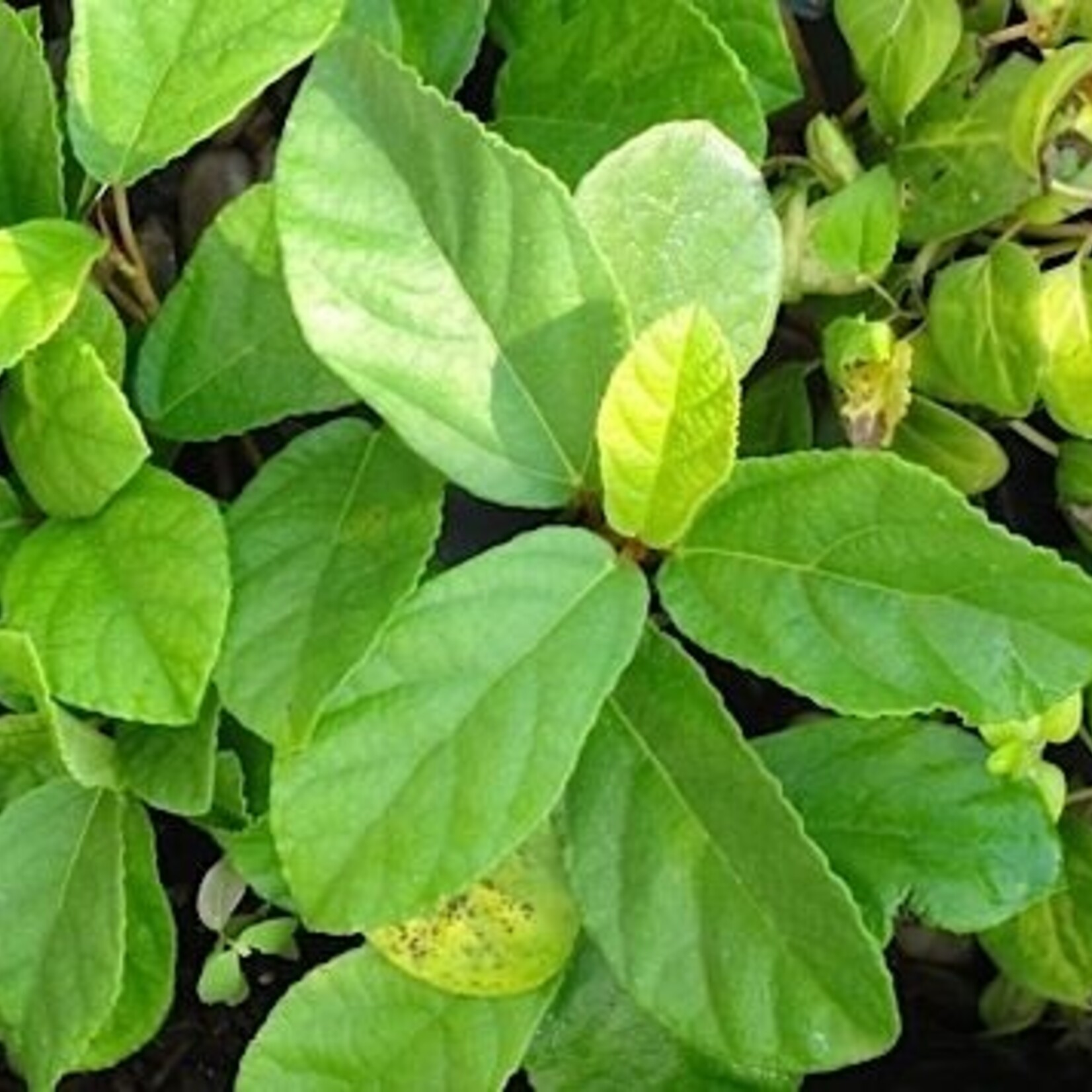 IVY, SANDY LEAF FIG 1G