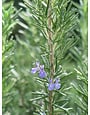 TUSCAN BLUE ROSEMARY PLANT, 3 GALLON