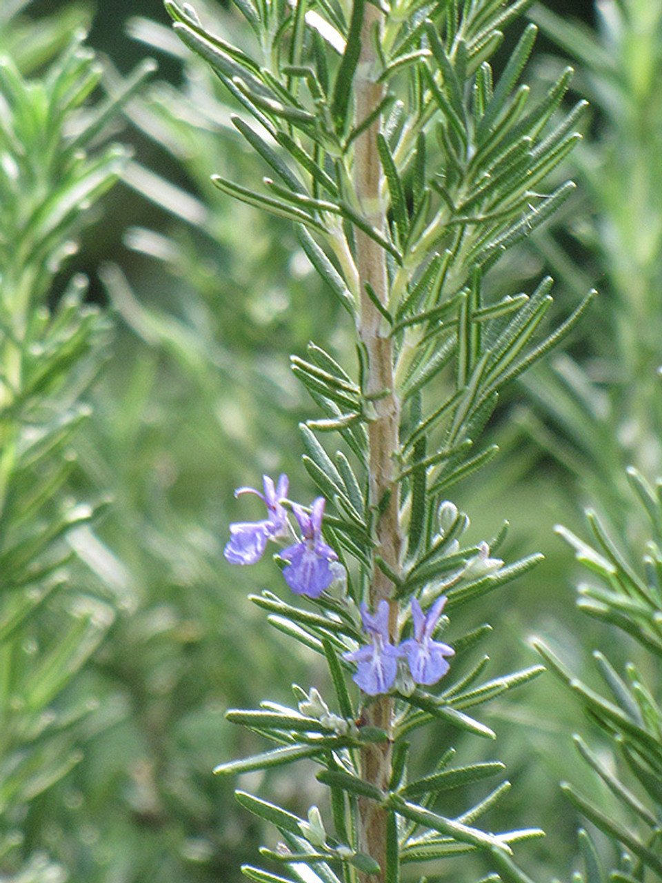 TUSCAN BLUE ROSEMARY PLANT, 3 GALLON