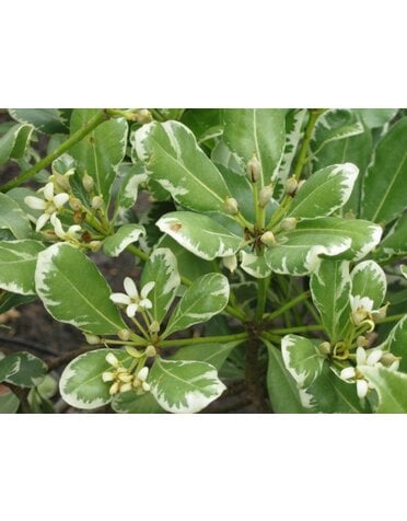 Pittosporum 'Variegated' 3G