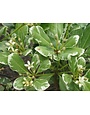 ‘VARIEGATED’ PITTOSPORUM, 3 GALLON