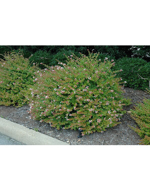 ABELIA, 'ROSE CREEK', 3G