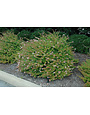 Abelia 'Rose Creek' 3 Gallon Shrub