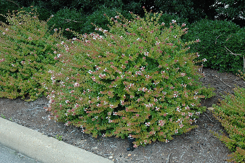 ABELIA, 'ROSE CREEK', 3G