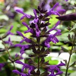 SALVIA, 'PURPLE & BLOOM' 1G