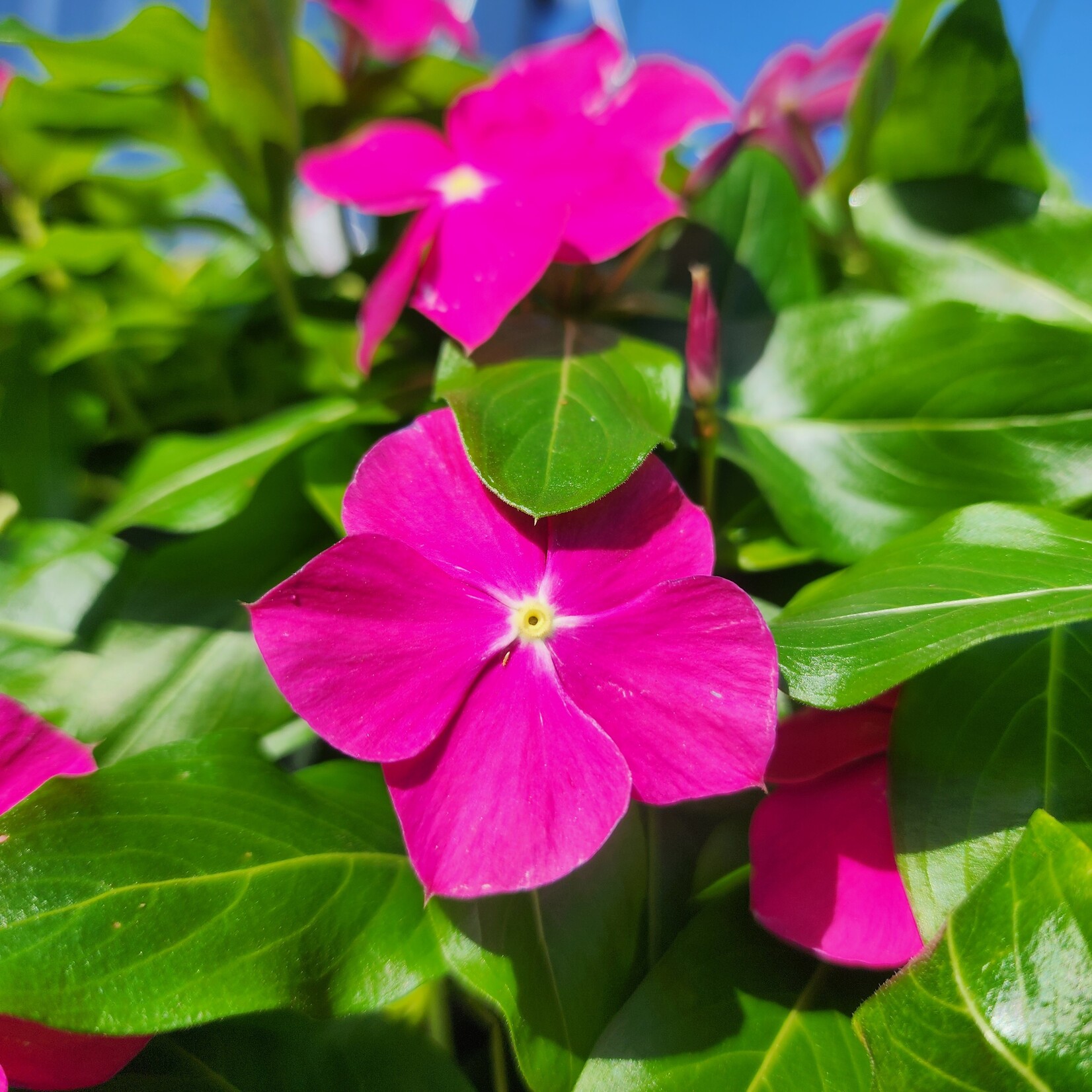 VINCA, 10" HB