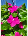 'VINCA' PLANT, ASSORTED, 10" HANGING BASKET
