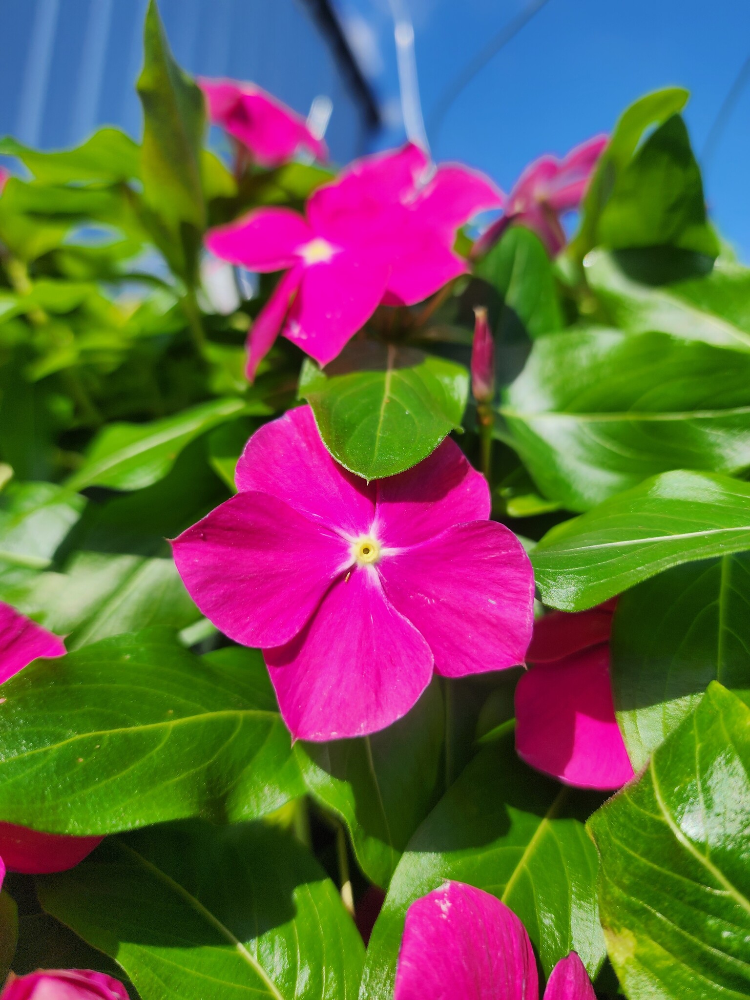 'VINCA' PLANT, ASSORTED, 10" HANGING BASKET