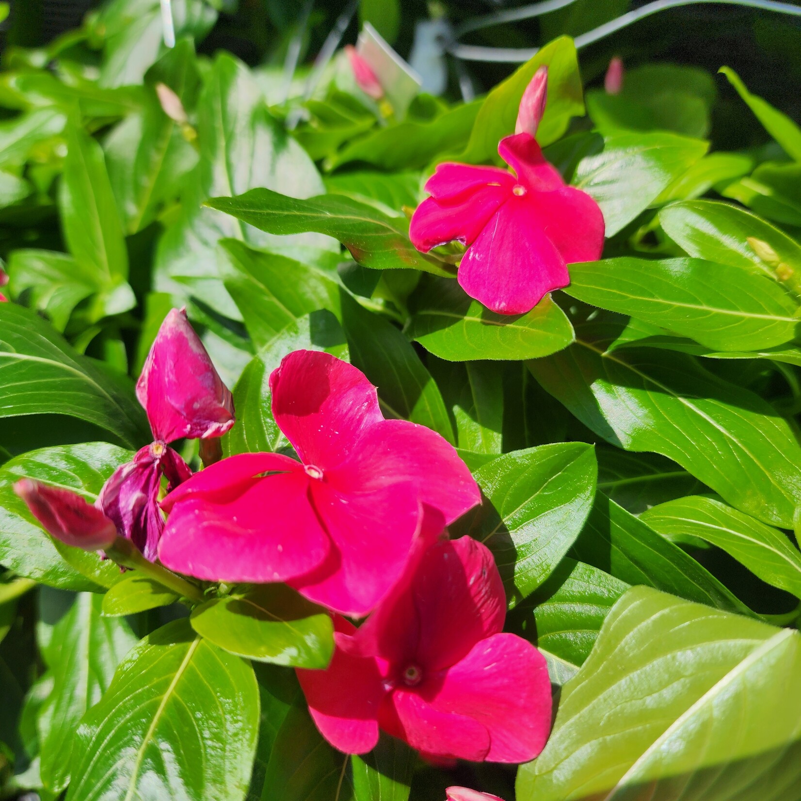 VINCA, 10" HB