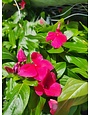 'VINCA' PLANT, ASSORTED, 10" HANGING BASKET