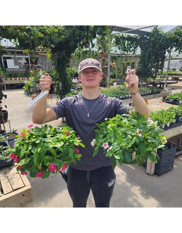 VINCA, ASSTD. 10" HB*