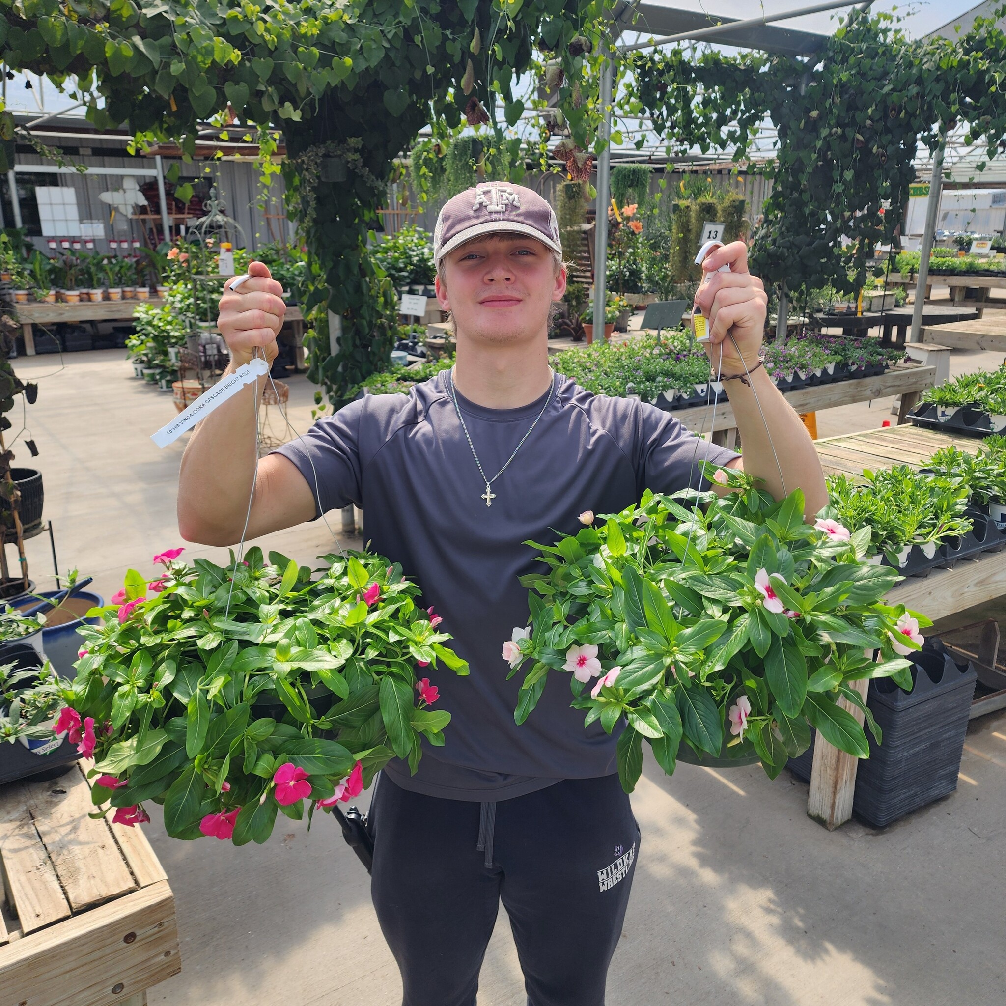 'VINCA' PLANT, ASSORTED, 10" HANGING BASKET
