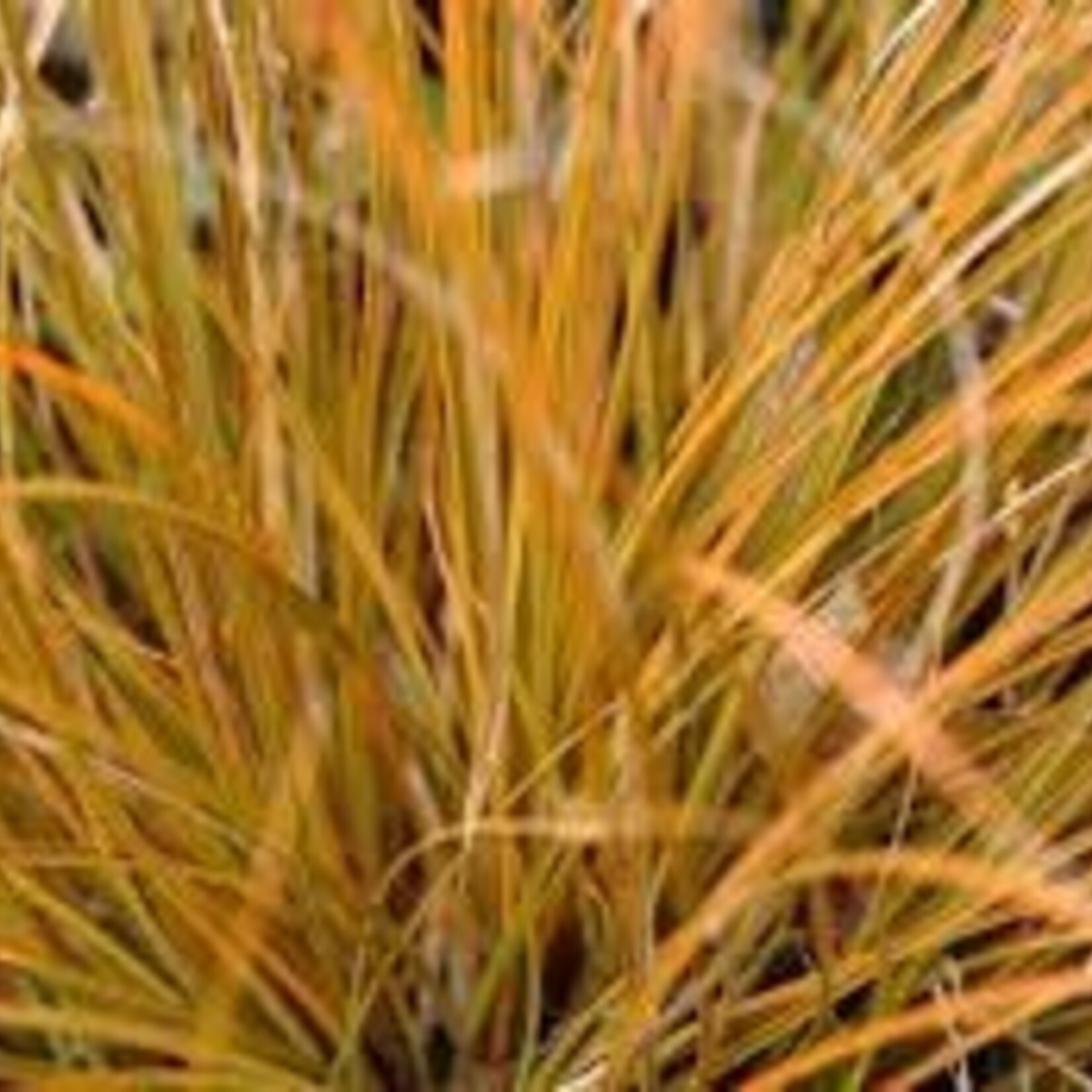 CAREX PRAIRIE FIRE 1G