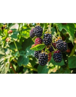 BLACKBERRY, 'BIGDADDY 1G