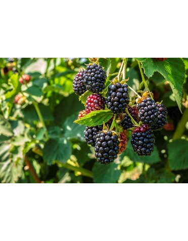 BLACKBERRY, 'BIGDADDY 1G