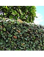FIG IVY PLANT, 1 GALLON