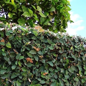 FIG IVY PLANT, 1 GALLON