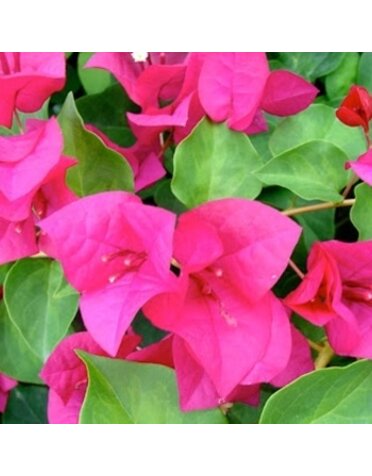 BOUGAINVILLEA, 'JUANITA HATTEN', 5GTRELLISED*
