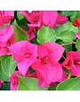 'JUANITA HATTEN' BOUGAINVILLEA PLANT, 5 GALLON TRELLISED