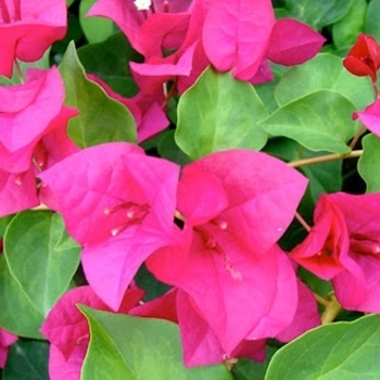 'JUANITA HATTEN' BOUGAINVILLEA PLANT, 5 GALLON TRELLISED