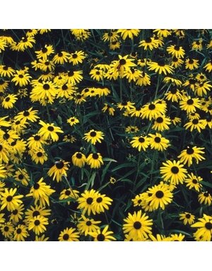 RUDBECKIA, 'GOLDSTURM', BLACK-EYED SUSAN, 1G