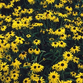RUDBECKIA, 'GOLDSTURM', BLACK-EYED SUSAN, 1G