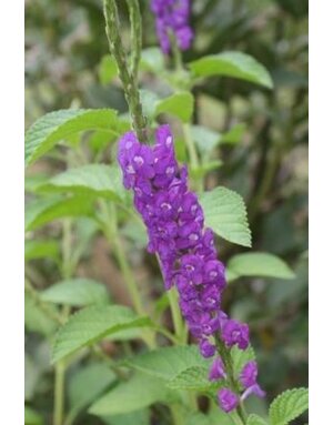 PORTERWEED, 'LAVENDER', 1G*