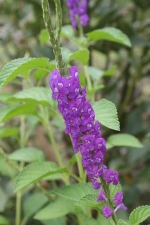 'LAVENDER' PORTERWEED PLANT, 1 GALLON
