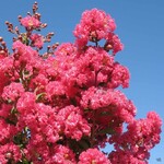 CRAPE MYRTLE, 'TUSCARORA' (dark pink), 15G