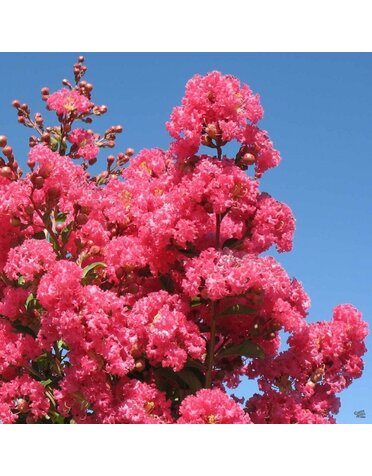 Crape Myrtle 'Tuscarora' 15G