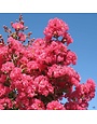 Tuscarora Crape Myrtle 15 Gallon - Lagerstroemia indica 'Tuscarora'