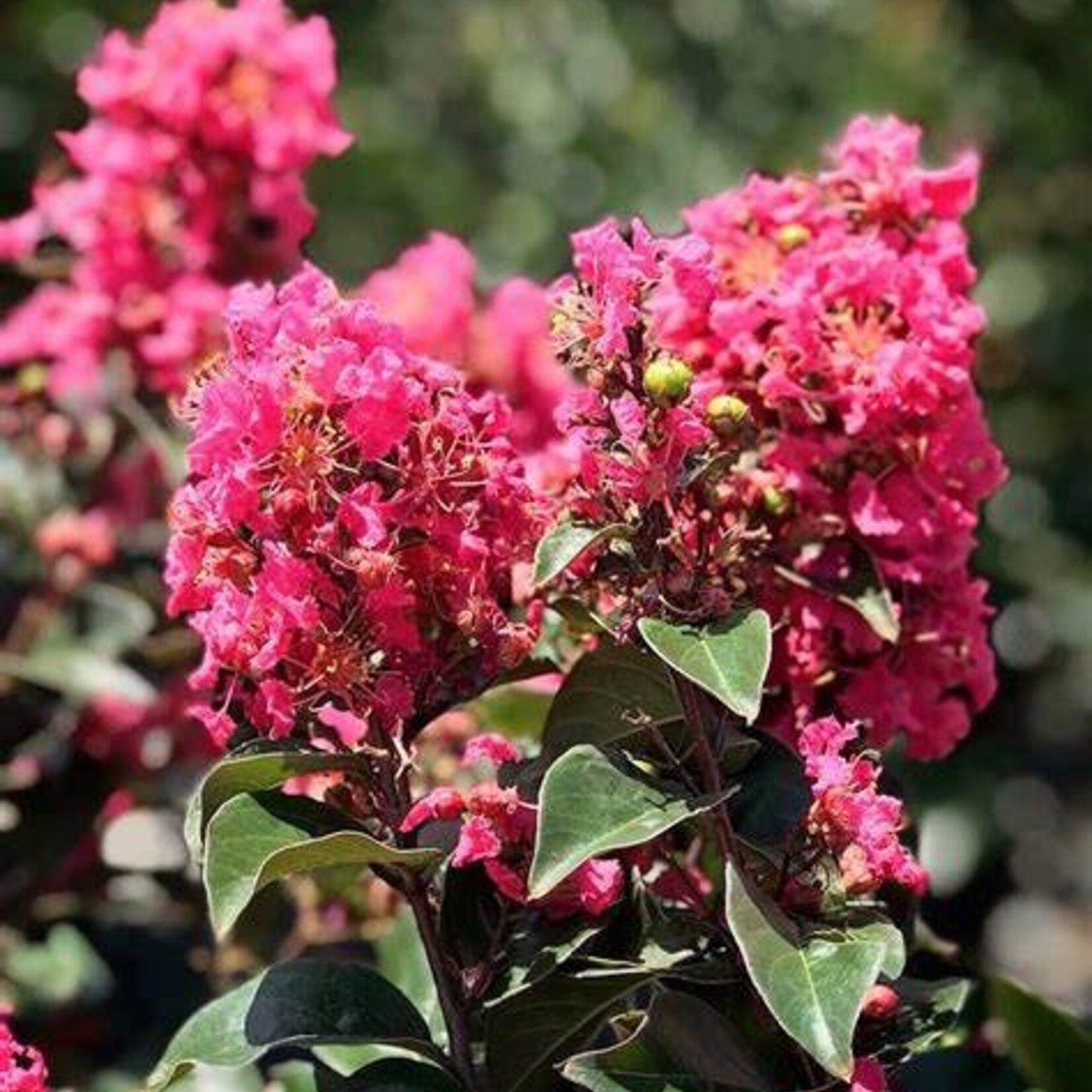 CRAPE MYRTLE, 'RASPBERRY BELLINI', 3G